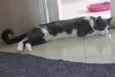 REX