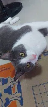 Gato ra a SRD-ViraLata idade 1 ano nome REX