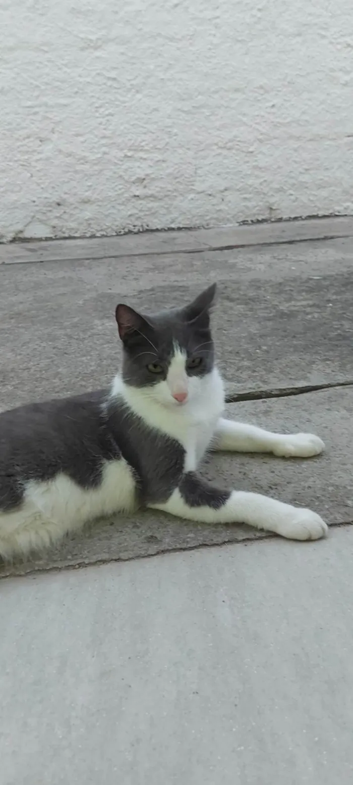 Gato ra a SRD-ViraLata idade 1 ano nome REX