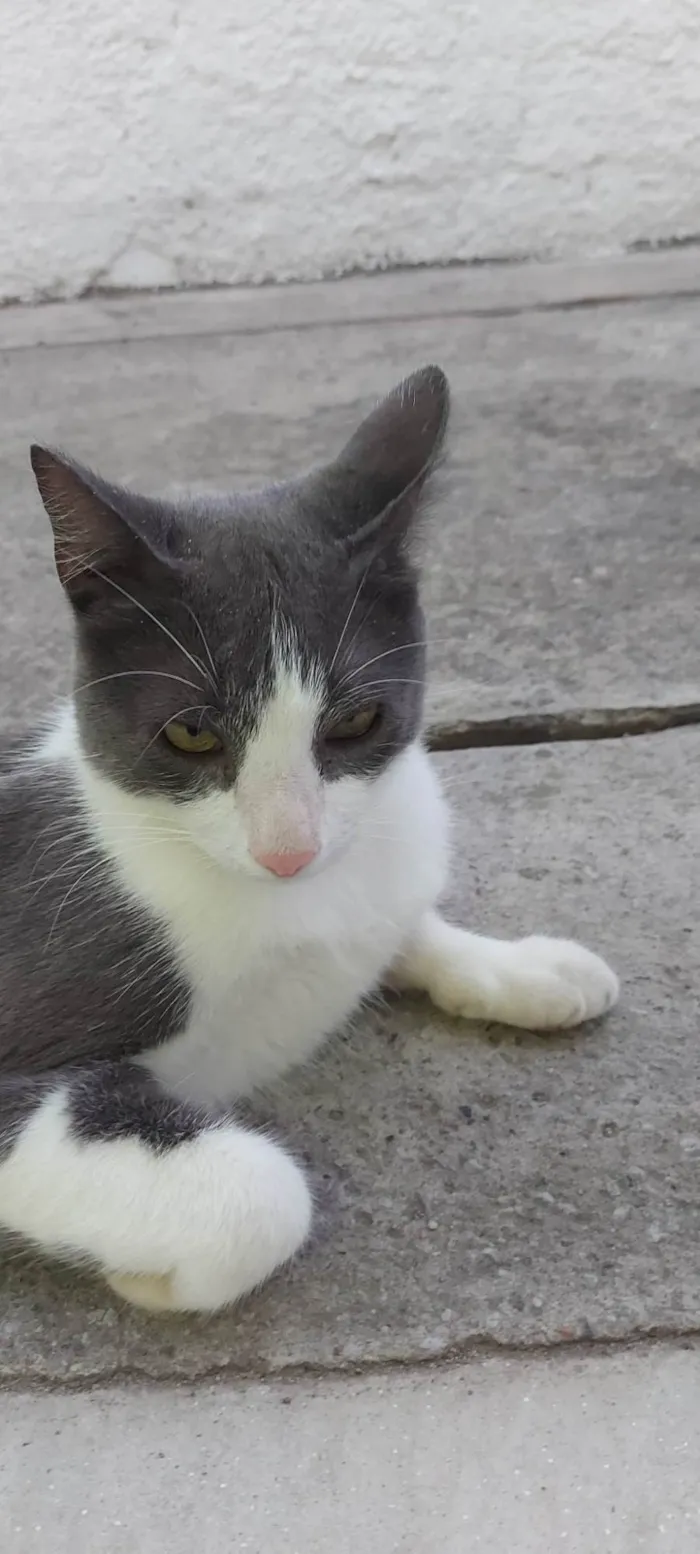 Gato ra a SRD-ViraLata idade 1 ano nome REX