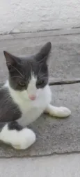 REX