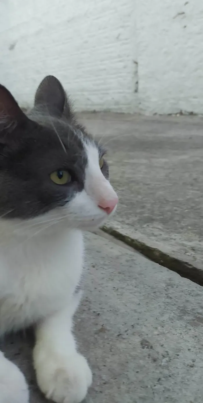 Gato ra a SRD-ViraLata idade 1 ano nome REX