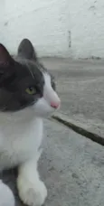 REX