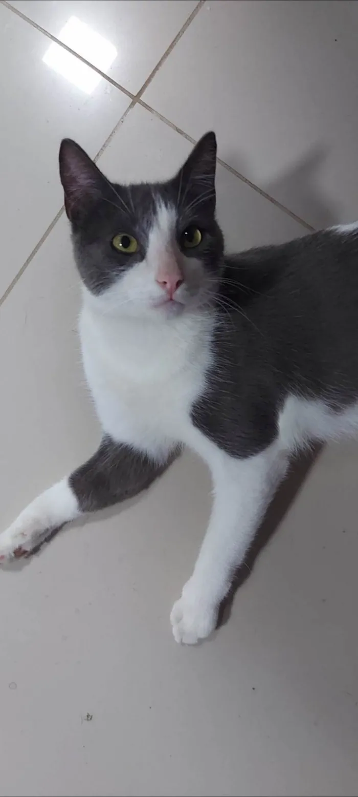 Gato ra a SRD-ViraLata idade 1 ano nome REX