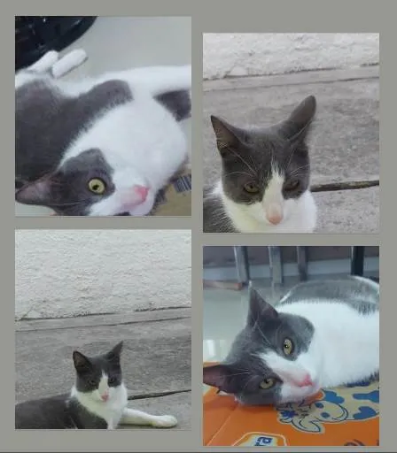 Gato ra a SRD-ViraLata idade 1 ano nome REX