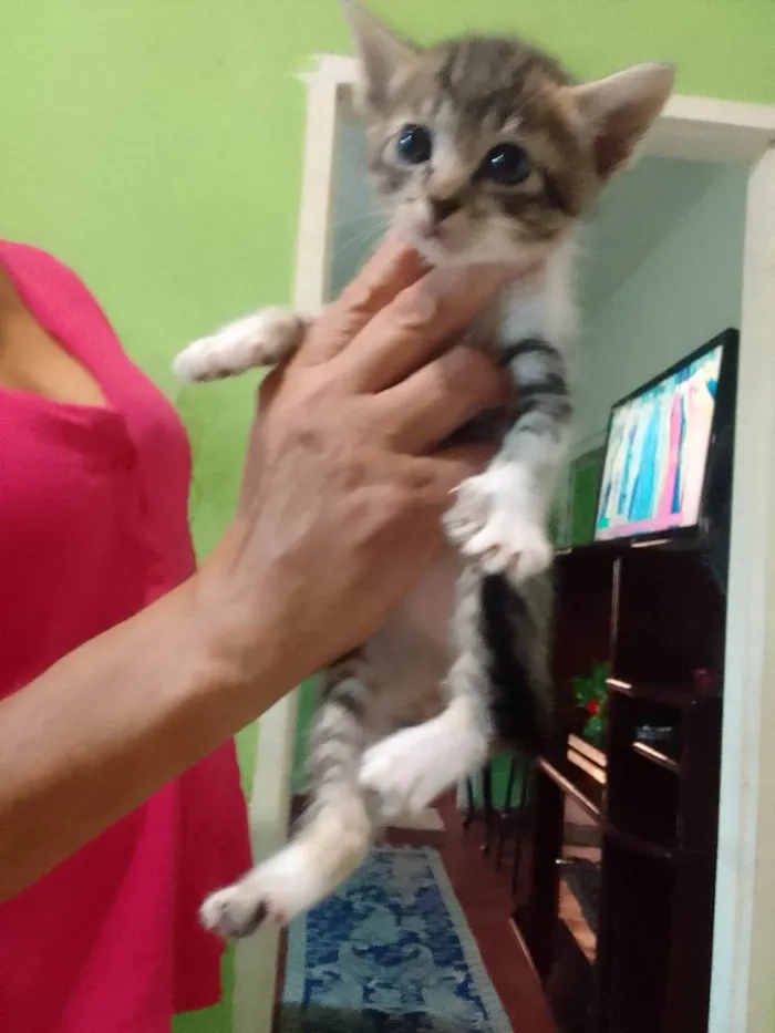 Gato ra a SRD idade Abaixo de 2 meses nome Sem nome