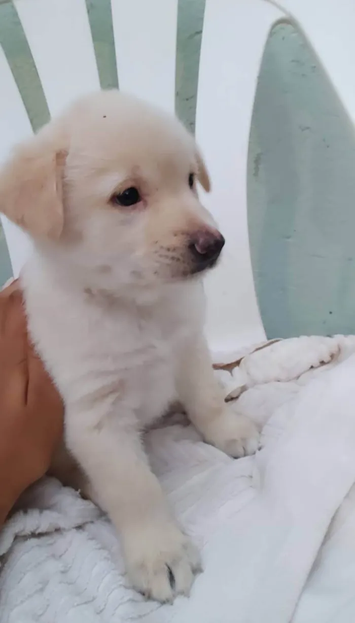 Cachorro ra a Srd idade 2 a 6 meses nome Filhotes 60 dias 
