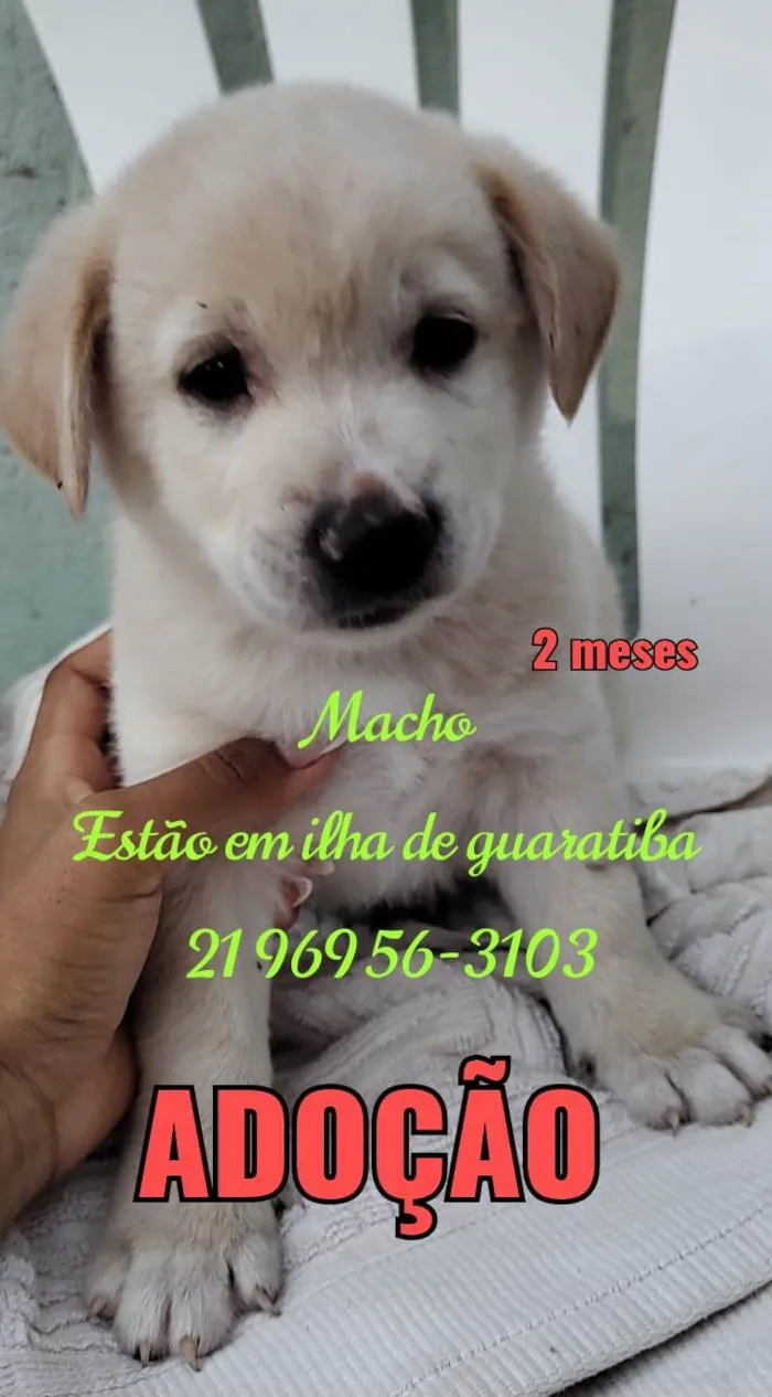 Cachorro ra a Srd idade 2 a 6 meses nome Filhotes 60 dias 
