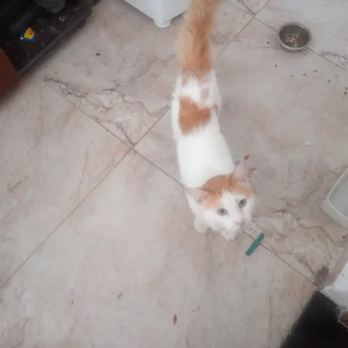 Gato ra a Angorá idade 1 ano nome Pom pom