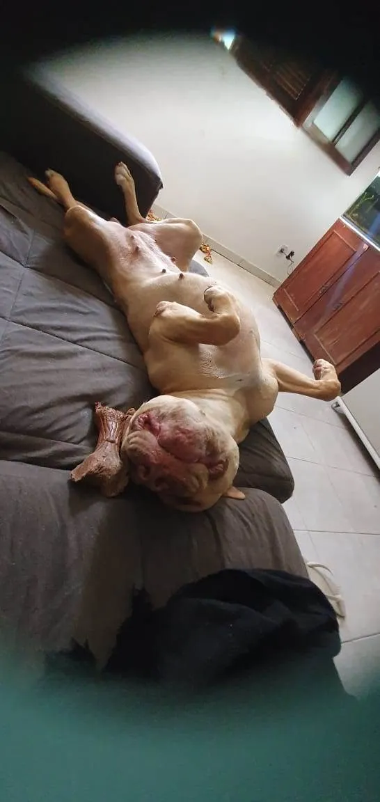 Cachorro ra a Pit-Bull idade 4 anos nome Stella