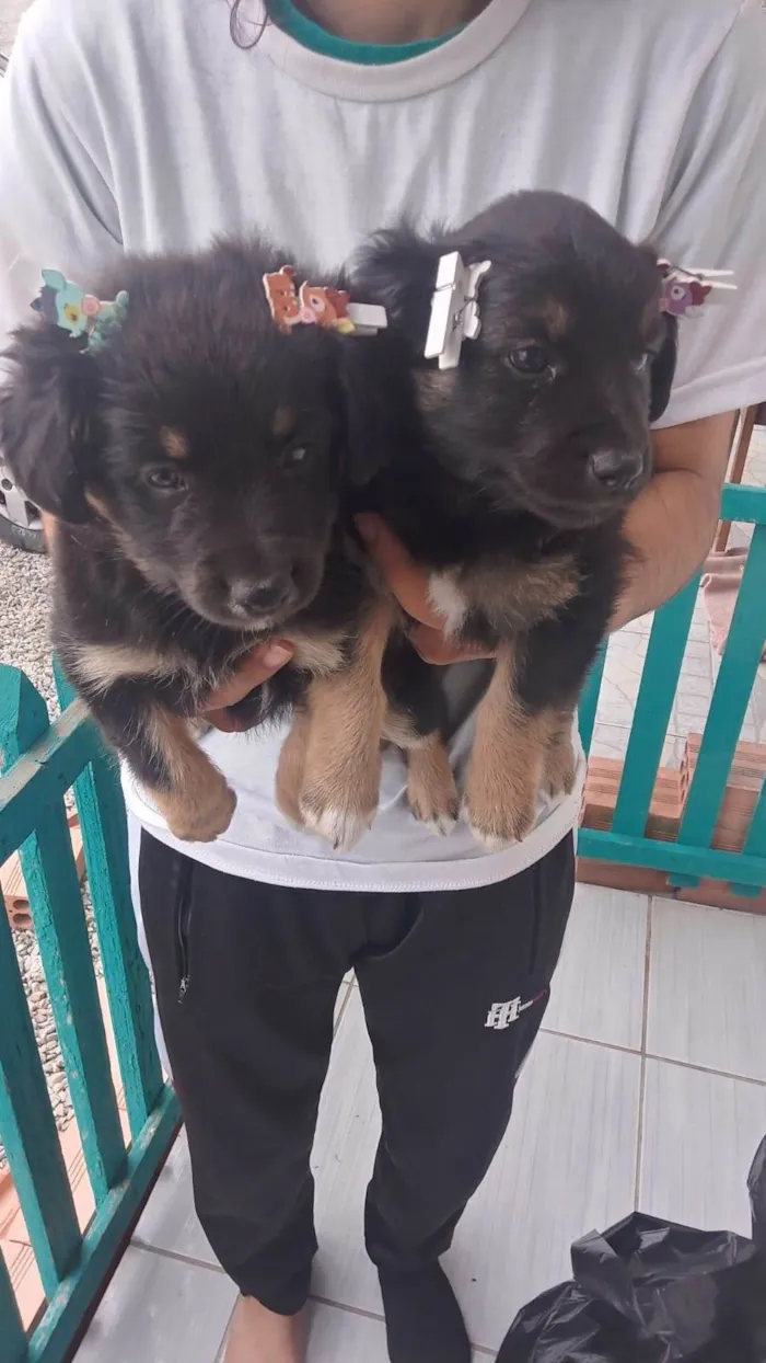 Cachorro ra a SRD-ViraLata idade Abaixo de 2 meses nome Jade