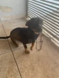 Mel