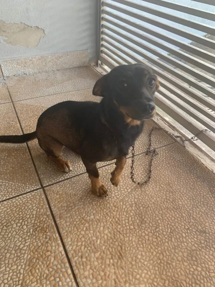Cachorro ra a SRD-ViraLata idade 1 ano nome Mel