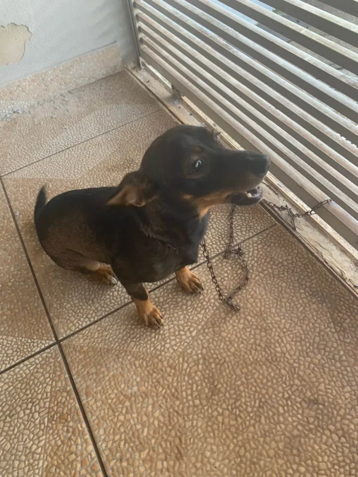 Cachorro ra a SRD-ViraLata idade 1 ano nome Mel