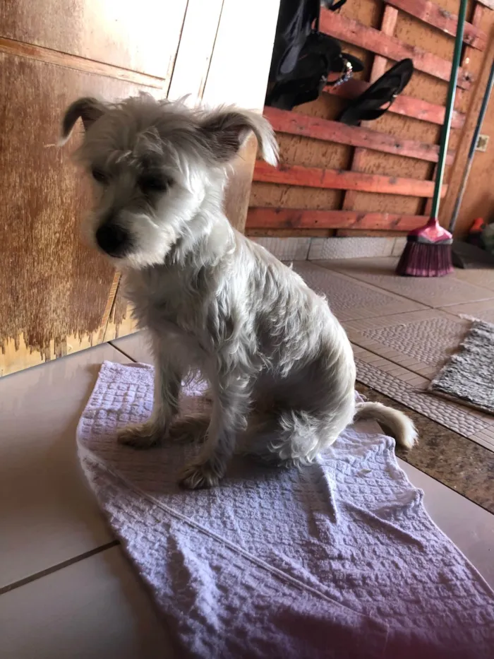 Cachorro ra a Shitzu idade 1 ano nome Luna
