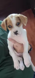 Tuca