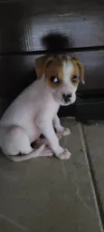 Tuca