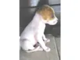 Tuca