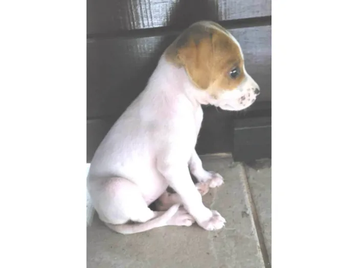 Cachorro ra a Srd idade 2 a 6 meses nome Tuca