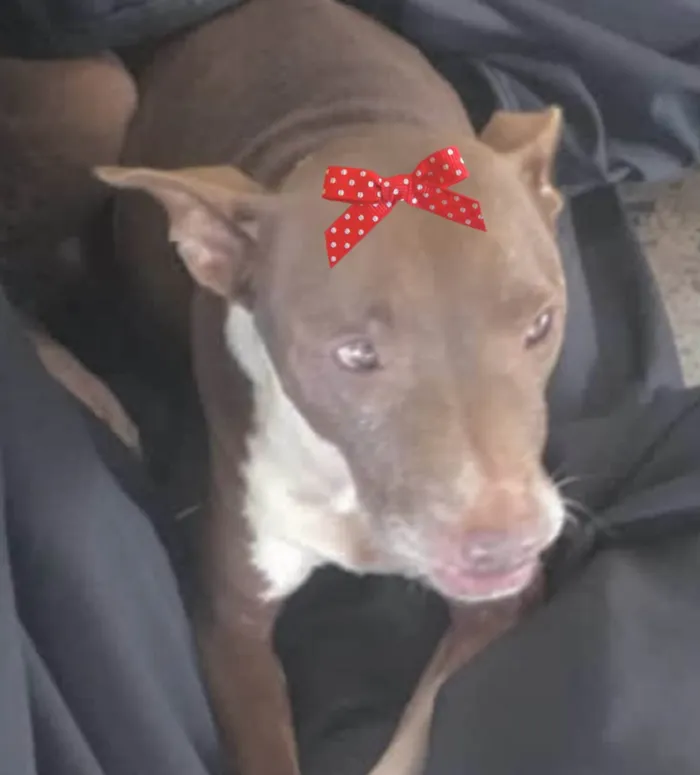 Cachorro ra a Pit-Bull idade 2 a 6 meses nome Maia 