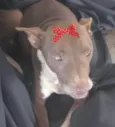 Maia