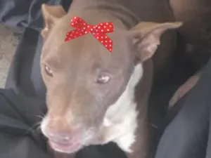 Cachorro raça Pit-Bull idade 2 a 6 meses nome Maia 