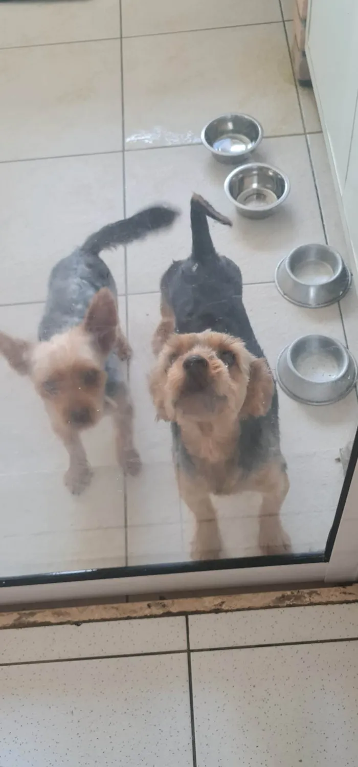 Cachorro raça Yorkshire idade 2 anos nome Ben e Bingo