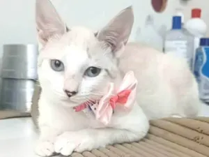 Gato raça srd idade 2 a 6 meses nome SHIVA
