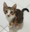 SAFIRA