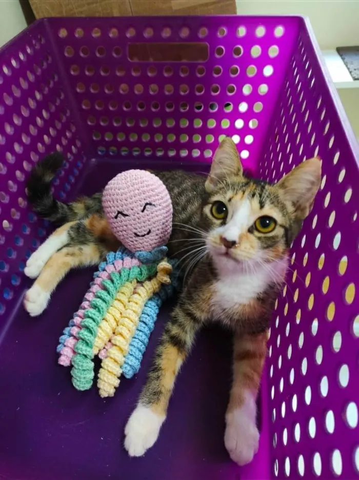 Gato ra a srd tricolor  idade 2 a 6 meses nome SAFIRA
