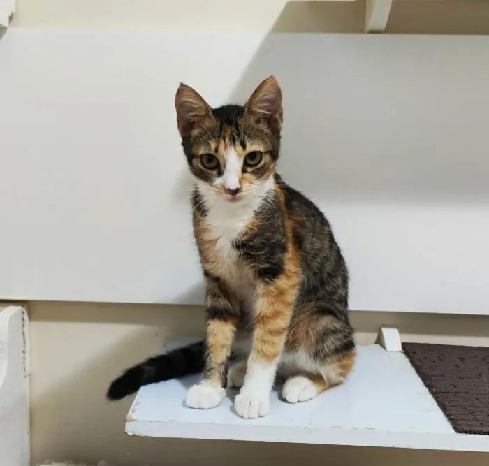 Gato ra a srd tricolor  idade 2 a 6 meses nome SAFIRA