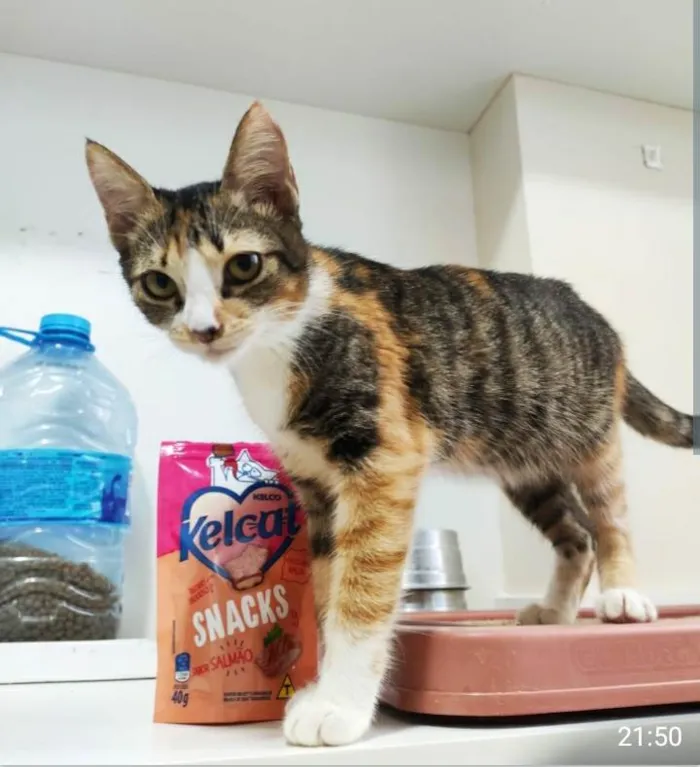 Gato ra a srd tricolor  idade 2 a 6 meses nome SAFIRA