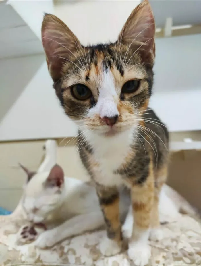 Gato ra a srd tricolor  idade 2 a 6 meses nome SAFIRA