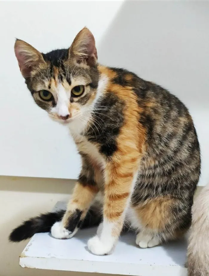Gato ra a srd tricolor  idade 2 a 6 meses nome SAFIRA