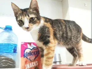 Gato raça srd tricolor  idade 2 a 6 meses nome SAFIRA