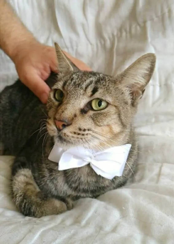 Gato ra a srd tigradinho idade 2 anos nome TONNY