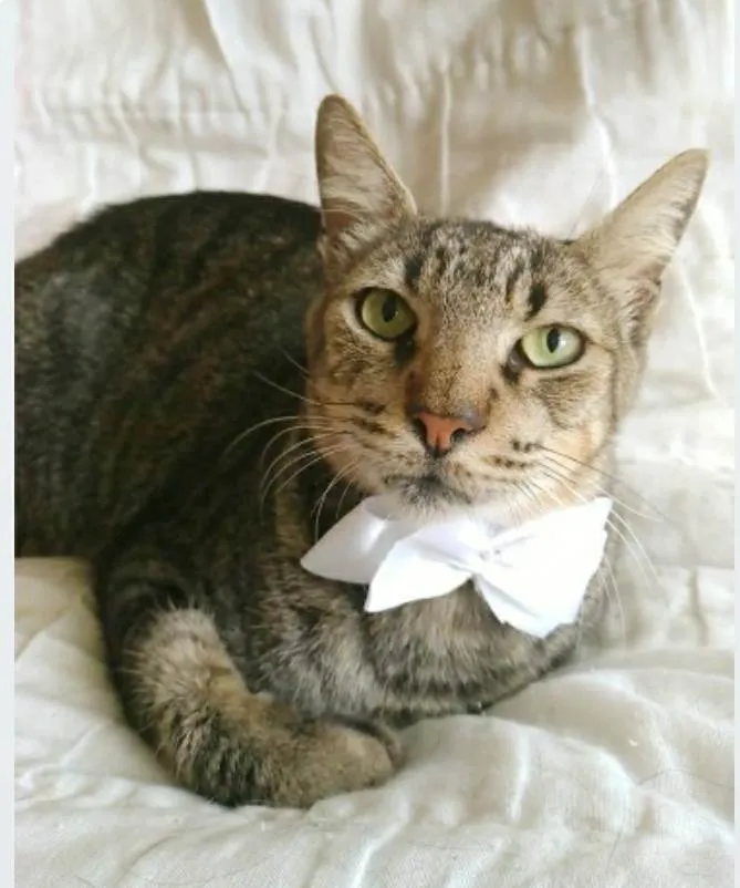 Gato ra a srd tigradinho idade 2 anos nome TONNY