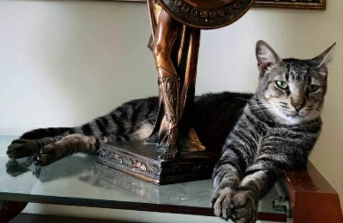 Gato ra a srd tigradinho idade 2 anos nome TONNY