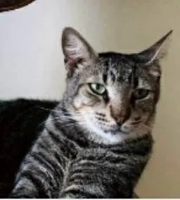 Gato ra a srd tigradinho idade 2 anos nome TONNY