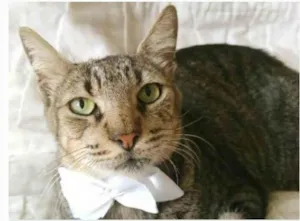 Gato raça srd tigradinho idade 2 anos nome TONNY