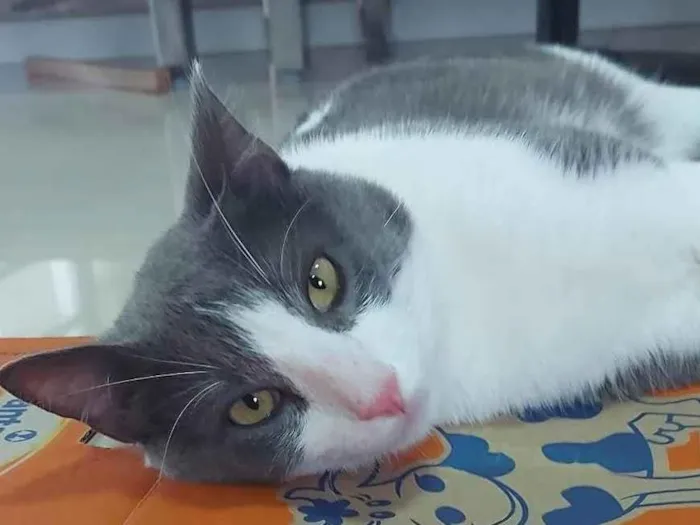 Gato ra a SRD-ViraLata idade 1 ano nome REX