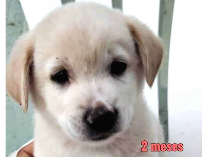 Cachorro ra a Srd idade 2 a 6 meses nome Filhotes 60 dias 