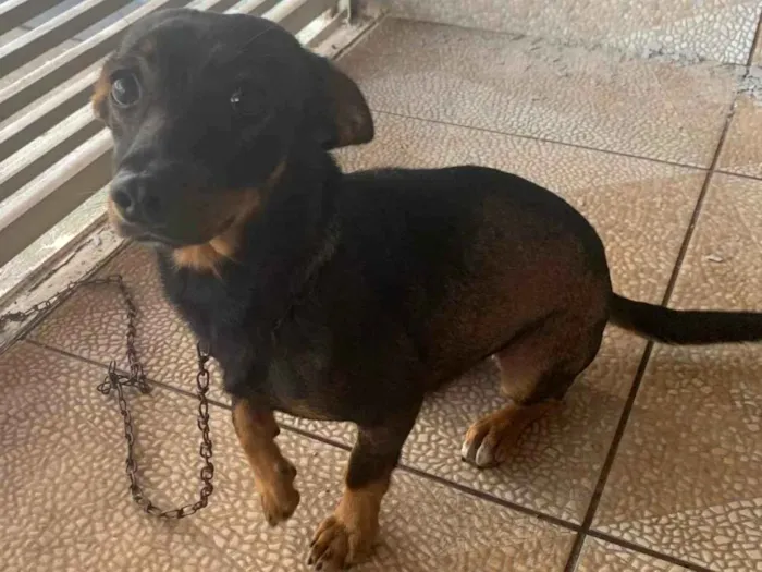Cachorro ra a SRD-ViraLata idade 1 ano nome Mel