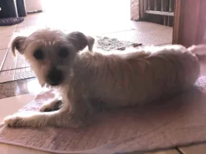 Cachorro raça Shitzu idade 1 ano nome Luna