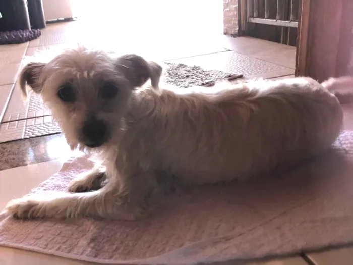 Cachorro ra a Shitzu idade 1 ano nome Luna