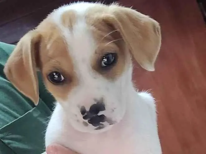 Cachorro ra a Srd idade 2 a 6 meses nome Tuca