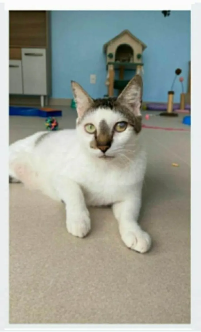 Gato ra a srd bicolor idade 2 anos nome SADAN
