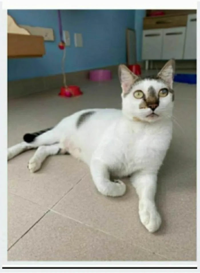 Gato ra a srd bicolor idade 2 anos nome SADAN