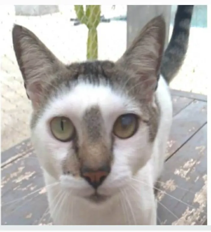 Gato ra a srd bicolor idade 2 anos nome SADAN