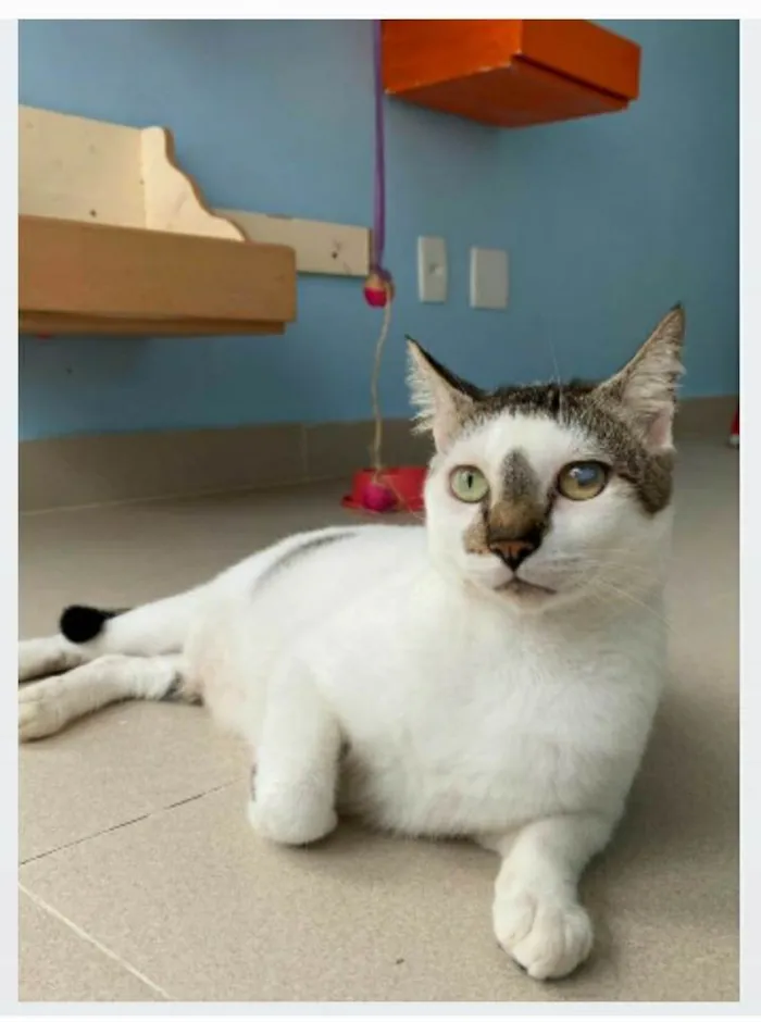 Gato ra a srd bicolor idade 2 anos nome SADAN